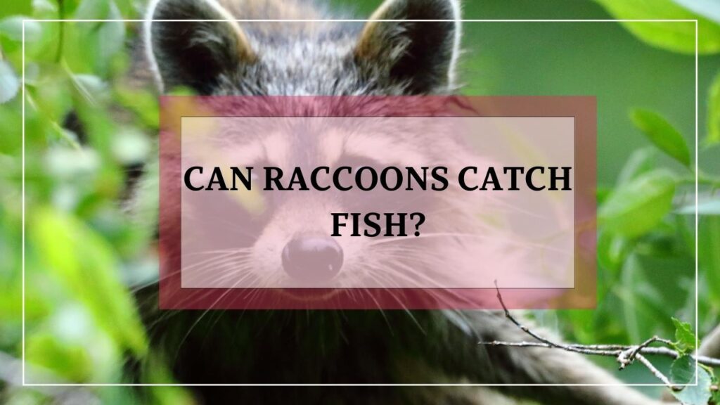 Can Raccoons Catch Fish? featured image