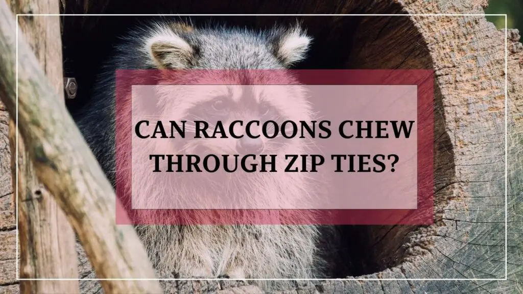 Can Raccoons Chew Through Zip Ties featured image