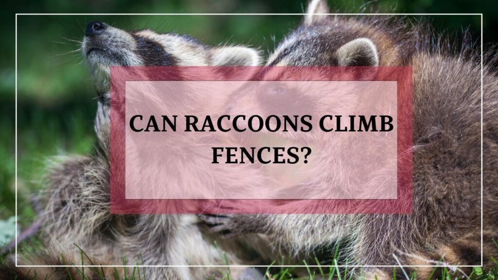 Can Raccoons Climb Fences? featured image