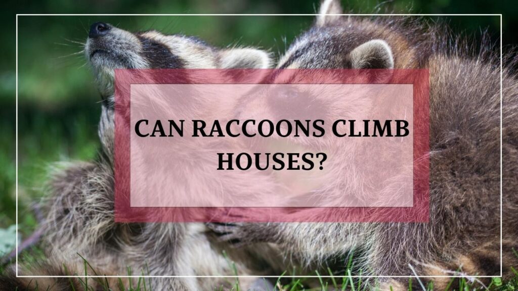 Can Raccoons Climb Houses? featured image