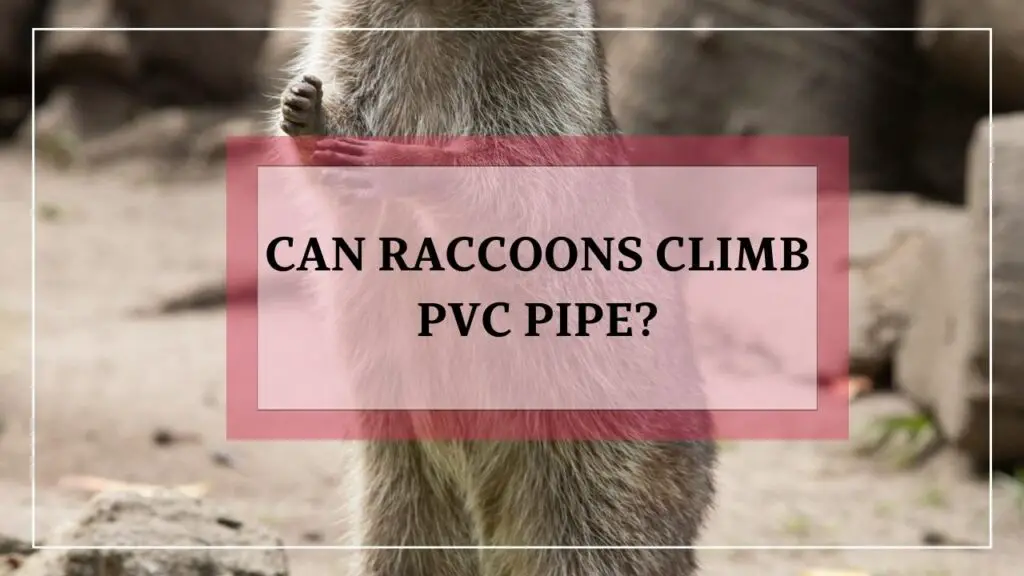 Can Raccoons Climb Pvc Pipe? featured image