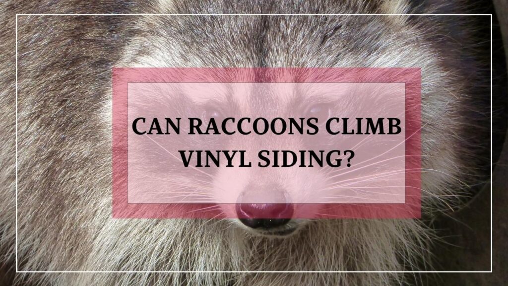 Can Raccoons Climb Vinyl Siding? featured image