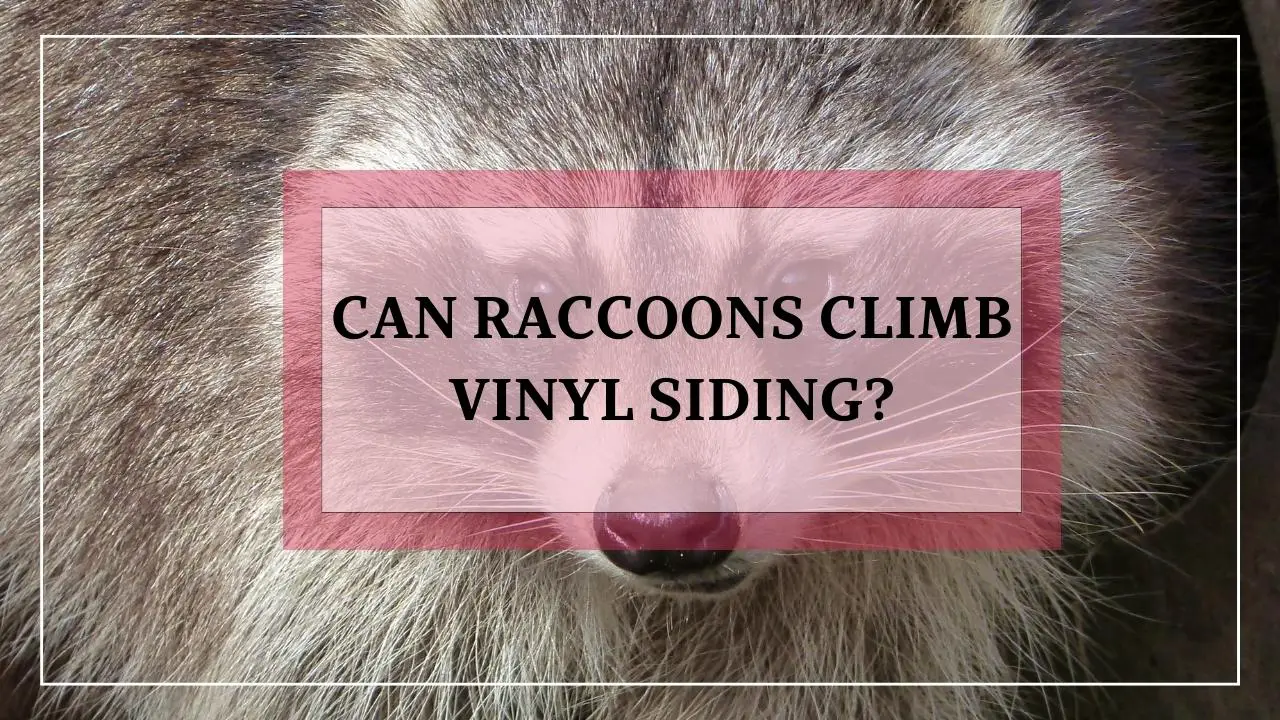 Can Raccoons Climb Vinyl Siding? Animalsman