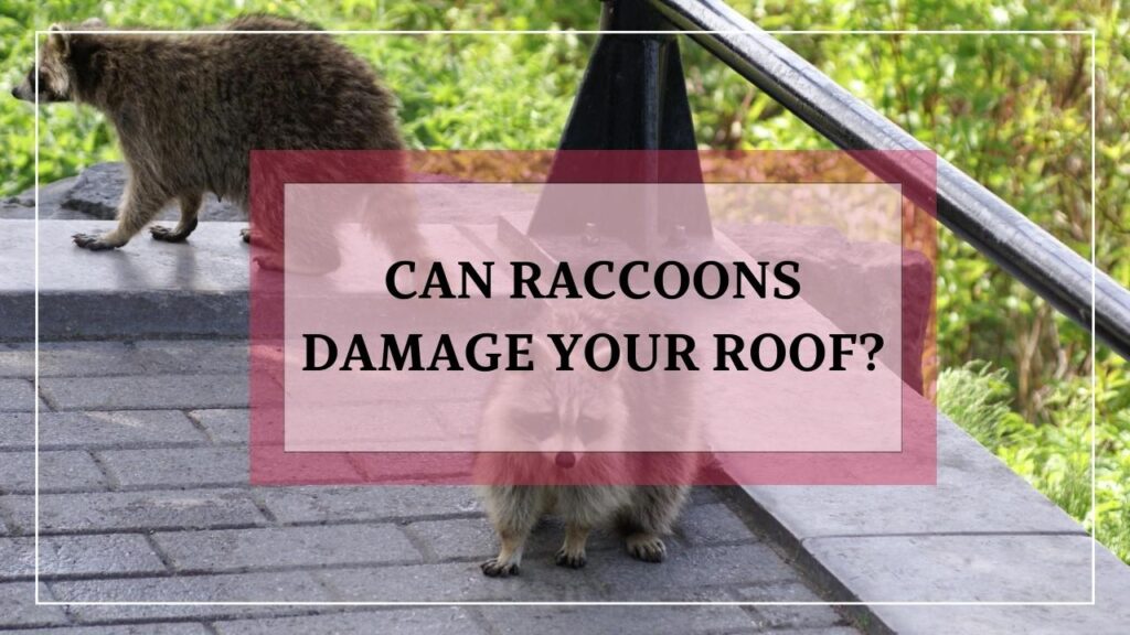 Can Raccoons Damage Your Roof? featured image