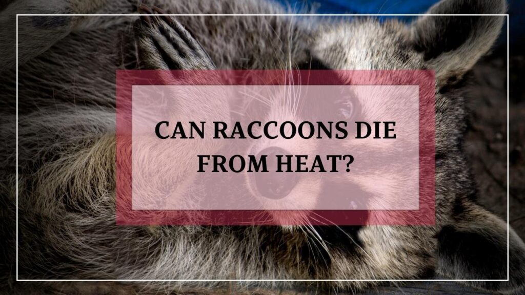 Can Raccoons Die From Heat? featured image