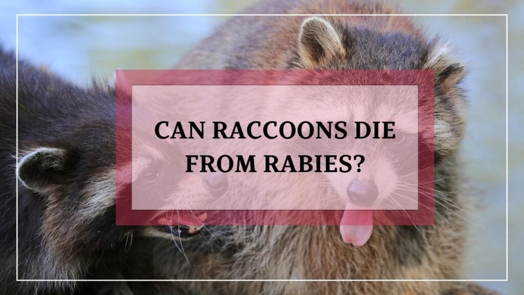 Can Raccoons Die From Rabies? featured image