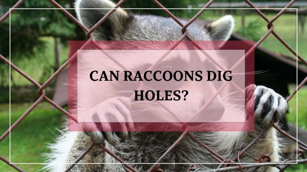 Can Raccoons Dig Holes? featured image