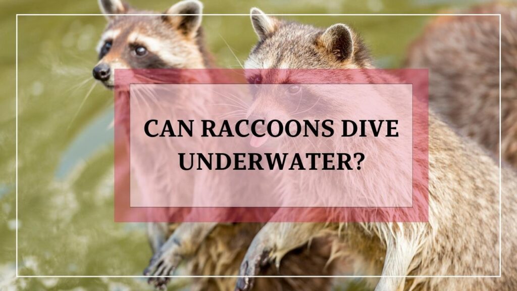 Can Raccoons Dive Underwater? featured image