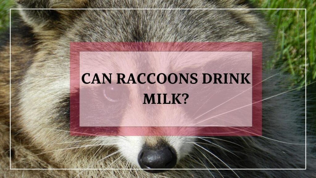 Can Raccoons Drink Milk? featured image