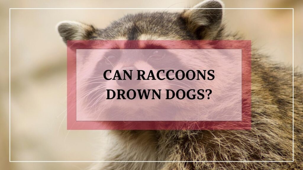 Can Raccoons Drown Dogs? featured image