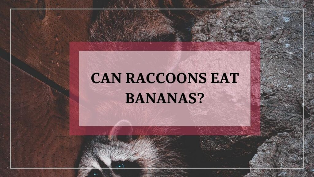 Can Raccoons Eat Bananas? featured image