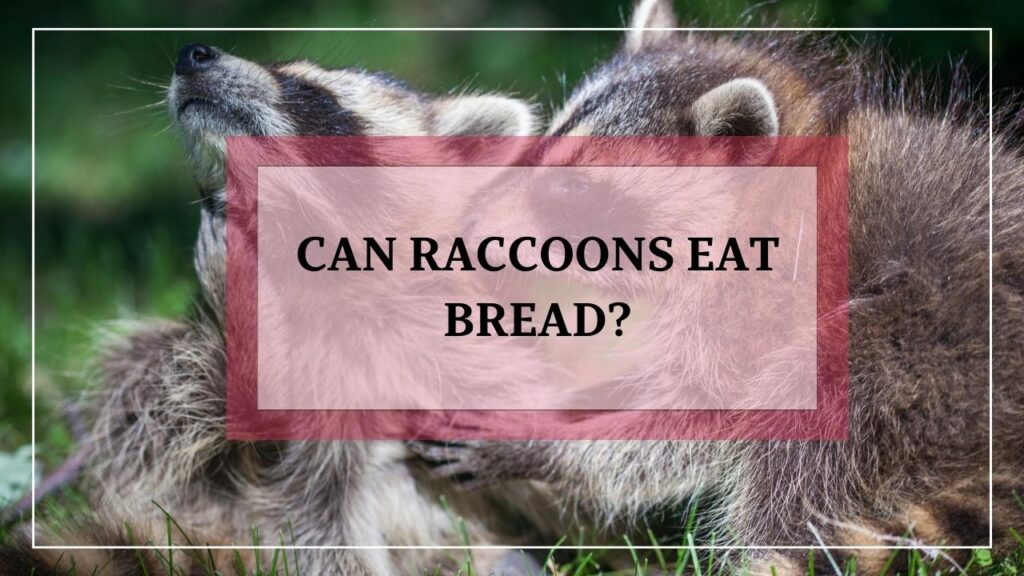 Can Raccoons Eat Bread? featured image