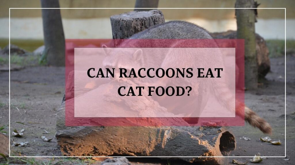 Can Raccoons Eat Cat Food? featured image