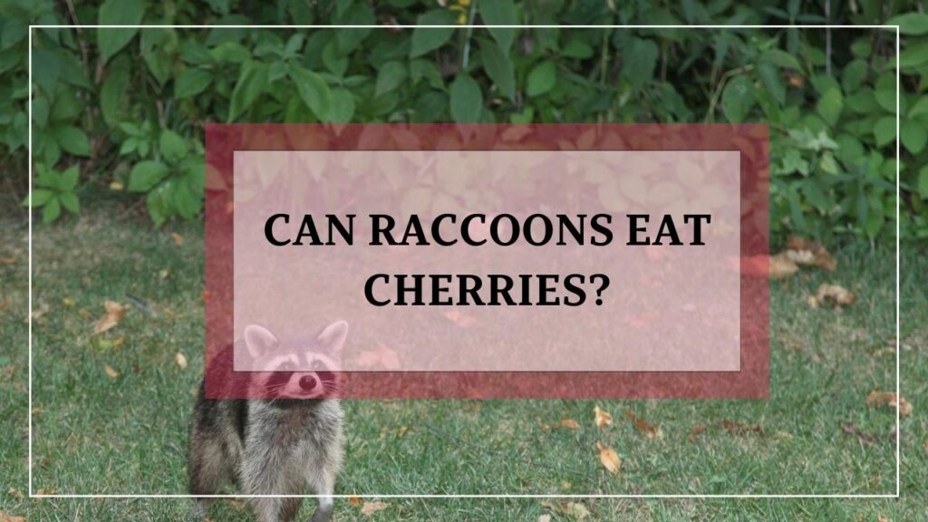 Can Raccoons Eat Cherries? featured image