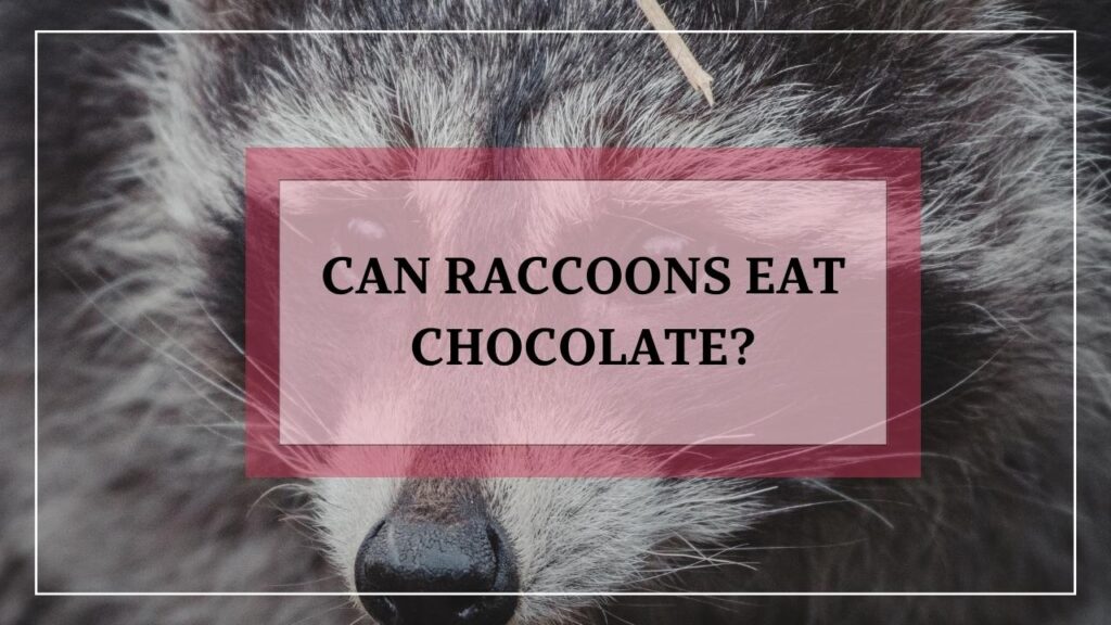 Can Raccoons Eat Chocolate? featured image