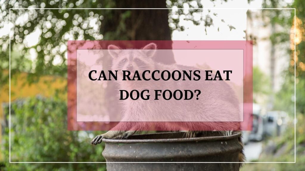 Can Raccoons Eat Dog Food? featured image