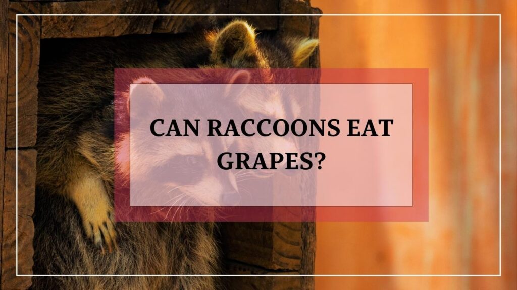 Can Raccoons Eat Grapes? featured image