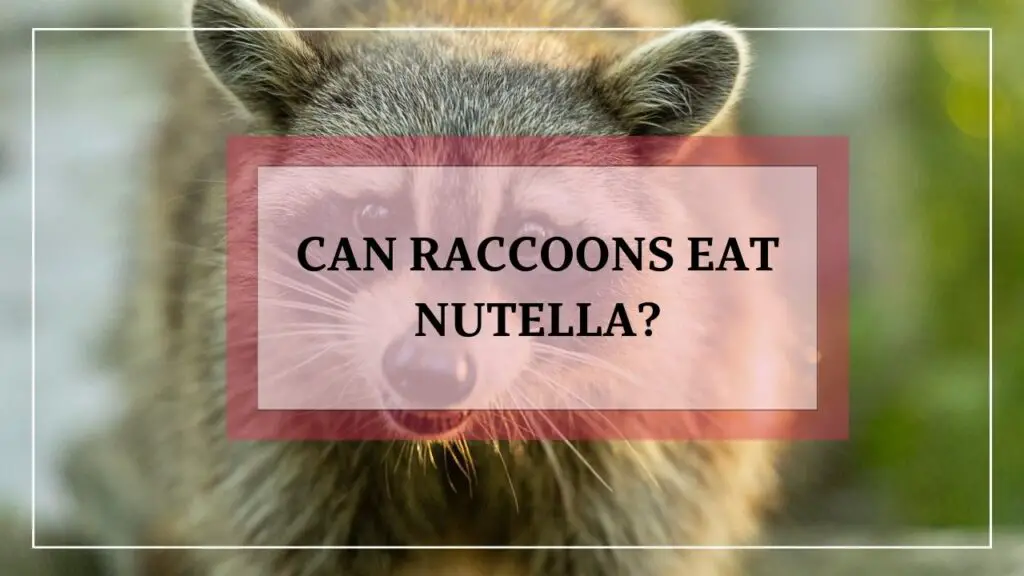 Can Raccoons Eat Nutella? featured image