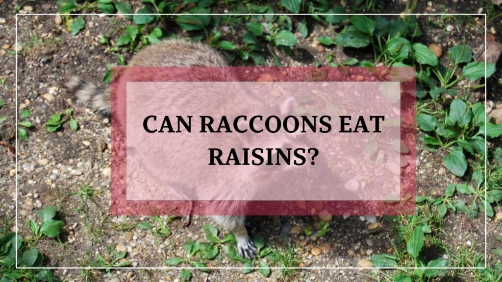 Can Raccoons Eat Raisins featured image