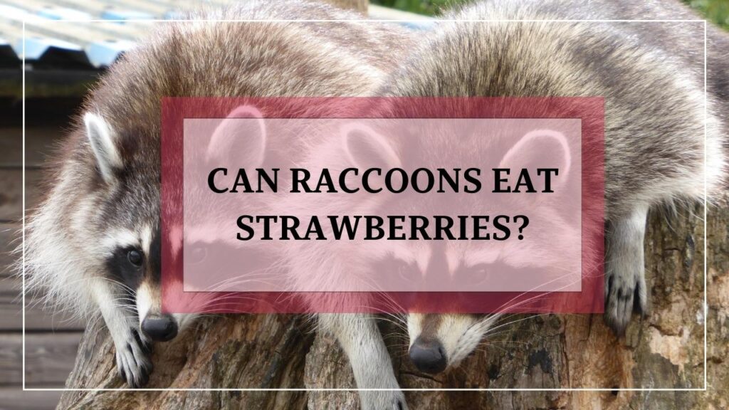 Can Raccoons Eat Strawberries? featured image