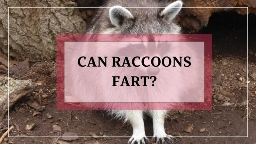 Can Raccoons Fart? featured image