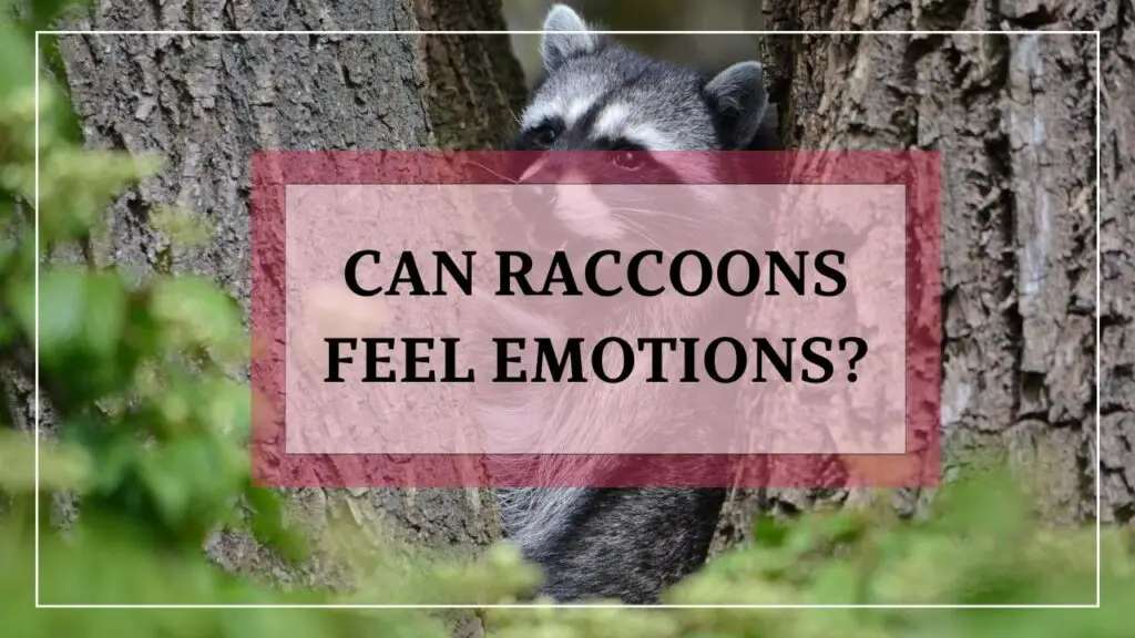 Can Raccoons Feel Emotions? featured image