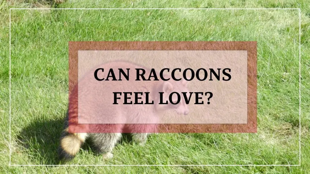 Can Raccoons Feel Love? featured image