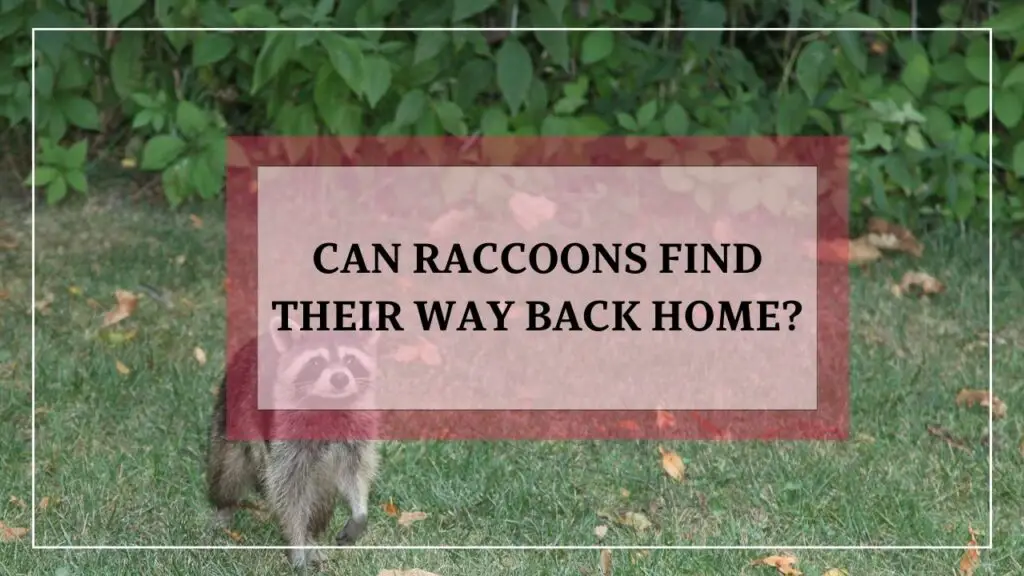 Can Raccoons Find Their Way Back Home? featured image