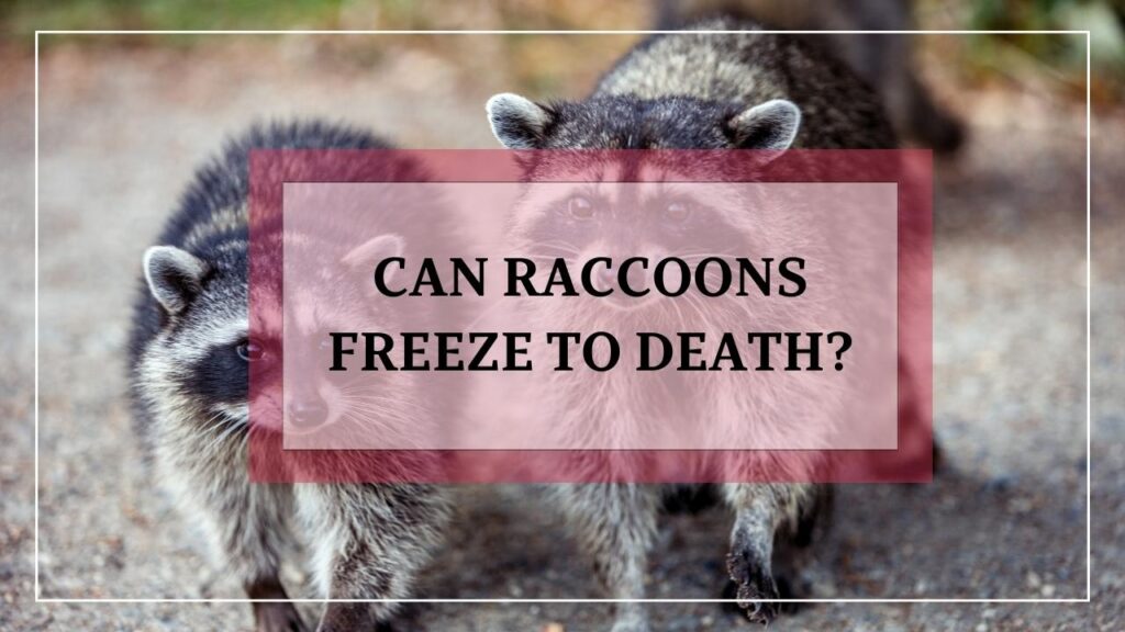 Can Raccoons Freeze To Death? featured image