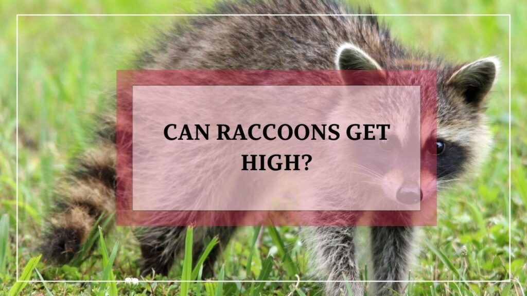 Can Raccoons Get High? featured image