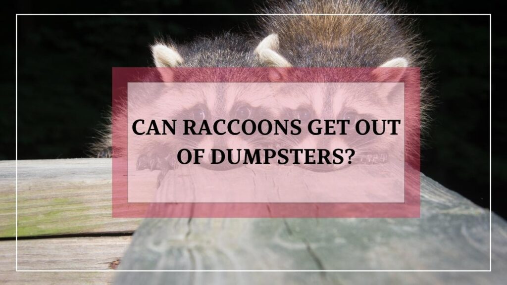 Can Raccoons Get Out Of Dumpsters? featured image