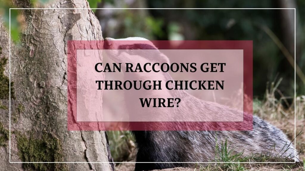 Can Raccoons Get Through Chicken Wire? featured image