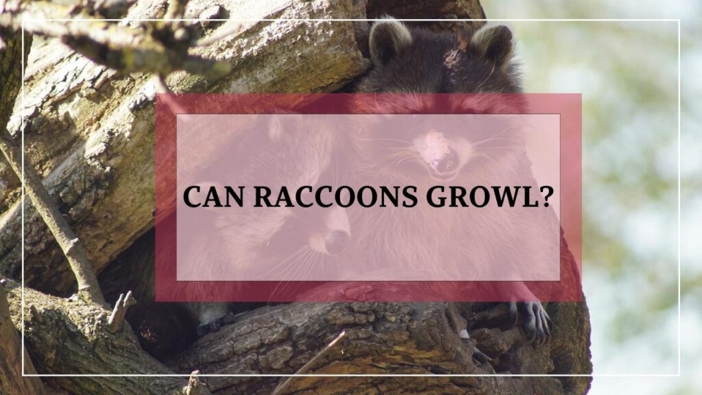 Can Raccoons Growl? featured image