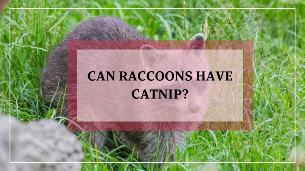 Can Raccoons Have Catnip? featured image