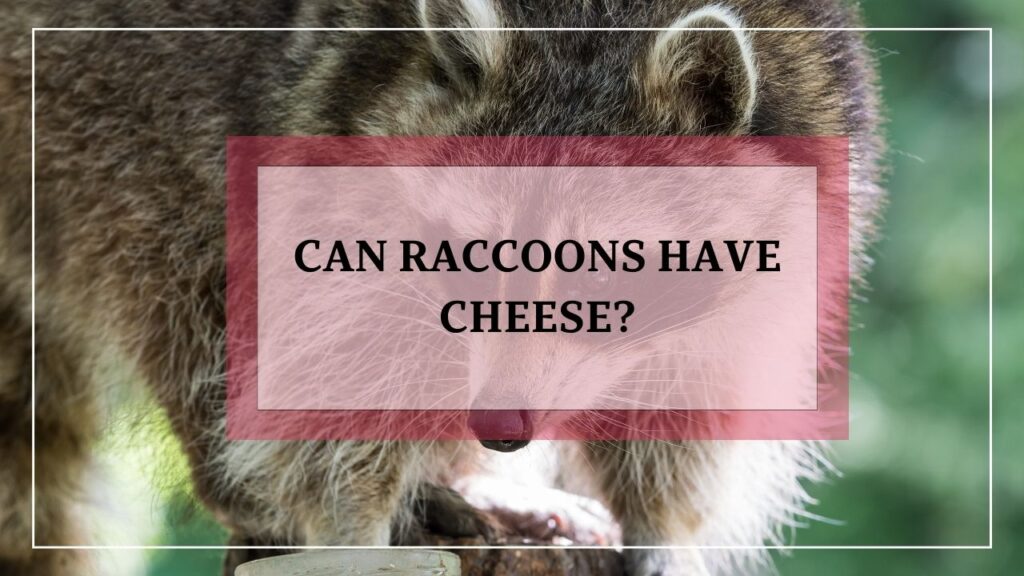 Can Raccoons Have Cheese? featured image