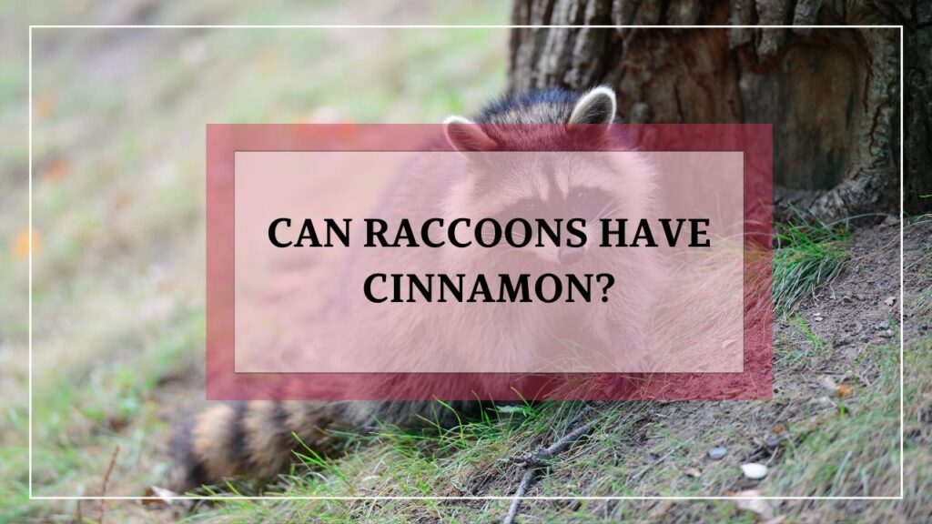 Can Raccoons Have Cinnamon? featured image