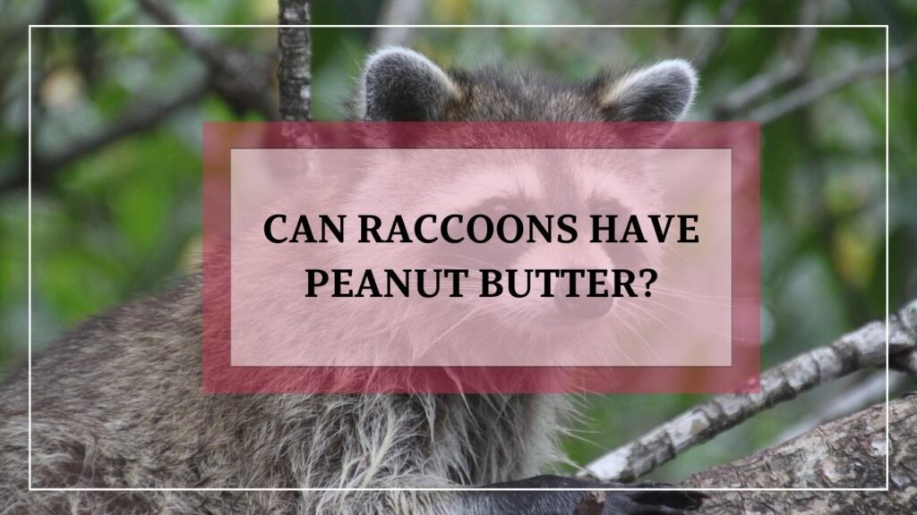 Can Raccoons Have Peanut Butter? featured image