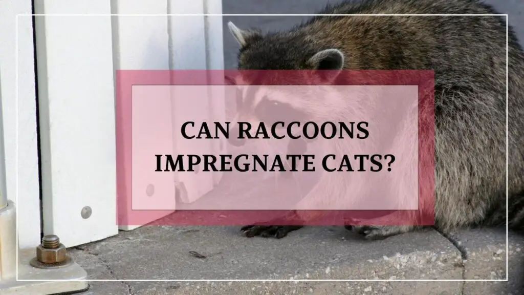 Can Raccoons Impregnate Cats? featured image