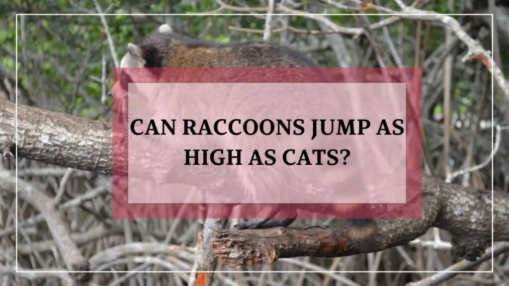 Can Raccoons Jump As High As Cats featured image