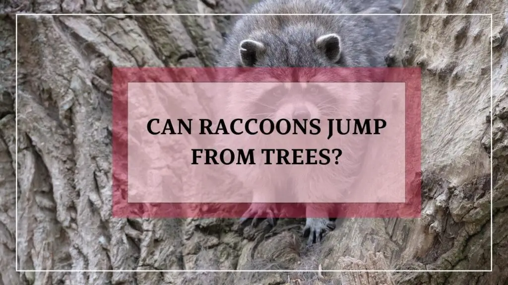 Can Raccoons Jump From Trees? featured image