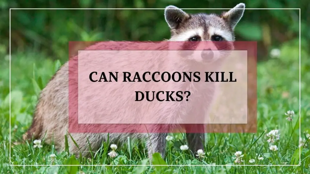 Can Raccoons Kill Ducks featured image