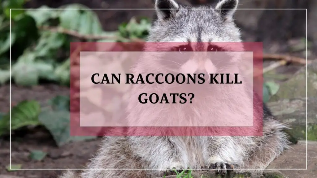 Can Raccoons Kill Goats featured image