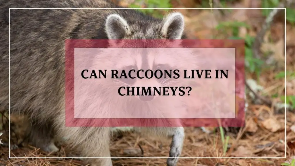 Can Raccoons Live In Chimneys featured image