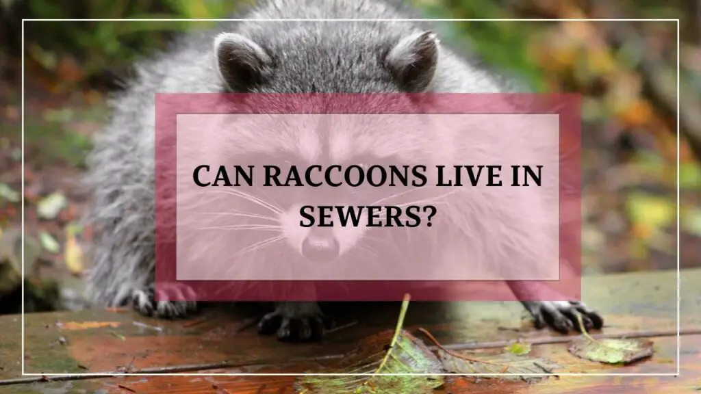 Can Raccoons Live In Sewers featured image