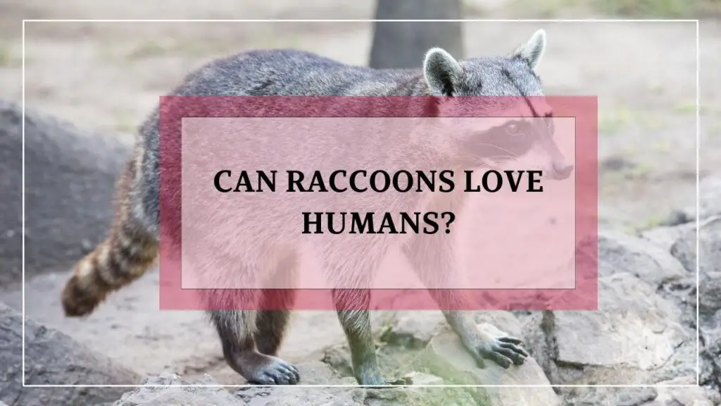 Can Raccoons Love Humans featured image