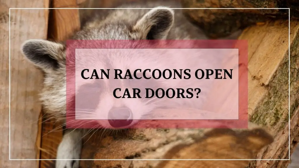 Can Raccoons Open Car Doors? featured image