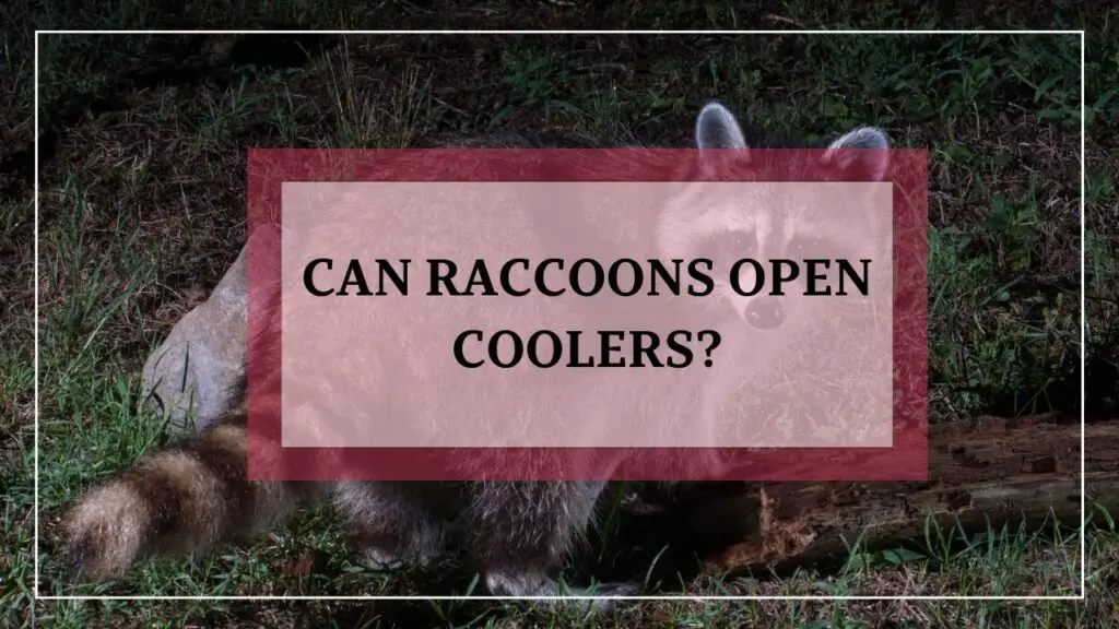 Can Raccoons Open Coolers? featured image