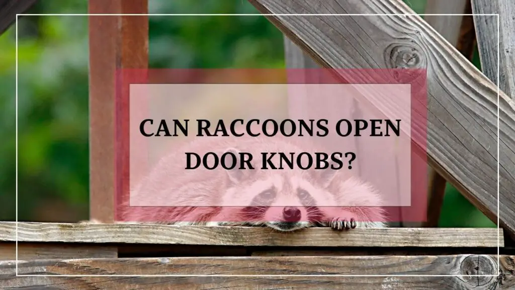 Can Raccoons Open Door Knobs? featured image