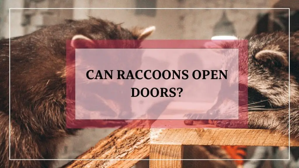 Can Raccoons Open Doors? featured image