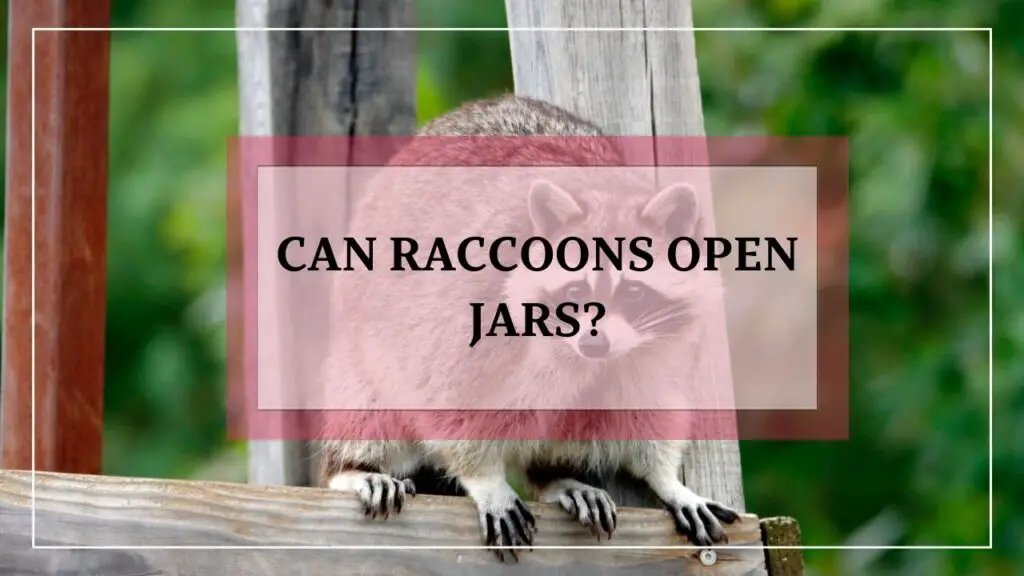 Can Raccoons Open Jars? featured image